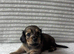 Beautiful Long-Haired Miniature Dachshund Puppies