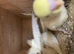 3 x baby budgies