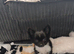 Chiuaha pup for sale