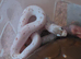 Baby Palmetto cornsnake