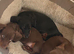 Ready to leave now miniature smooth coat dachshund