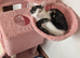 2 female cats for loving home.