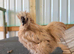 Silkie Hens & Cockerel
