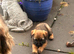 Border terrier puppys