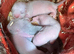 2 angora Jills
