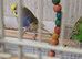 Breeding Pair Budgies