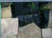 POND FISH