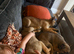 3 Belgian Malinois puppies