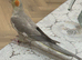 Lovely Male & Female Cockatiel Pair &ndash; Semi-Tame