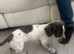 Blu dashund cross