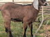 BGS Registered Anglo Nubian Male Kid For Sale