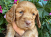 Cocker spaniel puppies