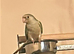 Green cheek conure