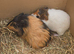 Female guinea pigs