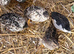 4 female 1 male
