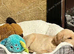 akita puppy for sale