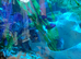 Convict Cichlids x6