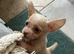Gorgeous tiny Chihuahua puppies