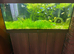 Mollies, Guppies, plecos, catfish full setup