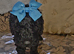 Beautiful miniature poodles