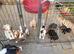 Sprocker Pups (F2) from Licenced Breeder