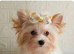 Yorkshire terrier male