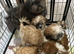Shih Tzu 5 adorable puppies ready for new homes