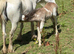 Welsh cross cob mare and foal