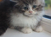 Maine coon persain