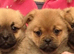 POM-A-FRUG PUPPY MALE