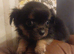 Beautiful long hair chihuahuas