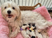 Gorgeous Maltese & Lhasa-apso puppies