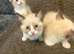 SNOWSHOE - kittens (ragdoll)