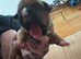 Champion breed boxer puppies