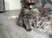 Mainecoon x British short hair