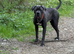 Cane Corso Boy Looking for His Forever Home ️