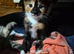 4 kittens ready for adoption