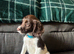 Springer spaniel puppies ready to go