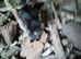 Beautiful, friendly, pkayful little boy kittens