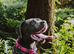 Beautiful cane corso bitch