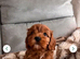 ️ READY TO LEAVE Beautiful Cavapoo puppies️