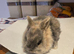 Mini lop mix netherland dwarf