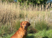 1 year old fox red male Labrador