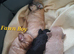 Long coat chihuahua pups Ready 9th July