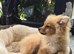 Last 2 Pomeranian puppies