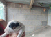 Puppies for sale