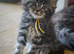 Stunning pure breed Mainecoon kittens ready 10th June