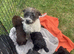 Cockerpoo pups