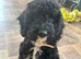 Cockapoo female puppy