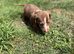 Miniature dachshund puppies
